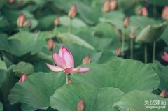 網(wǎng)頁制作公司