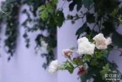 門戶網(wǎng)站制作